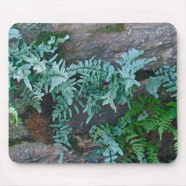 Ferns in Philadelphia Musmatta (Framsidan)
