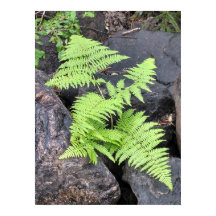 Ferns, kapad bland sten, Rocky Mountain NP.