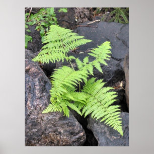 Ferns, kapad bland sten, Rocky Mountain NP. Poster