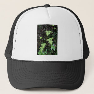 Ferns Keps
