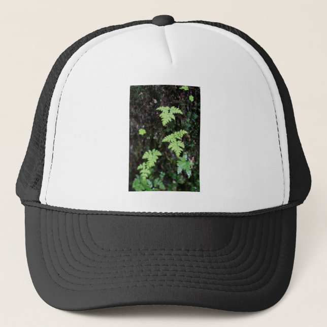 Ferns Keps (Framsida)