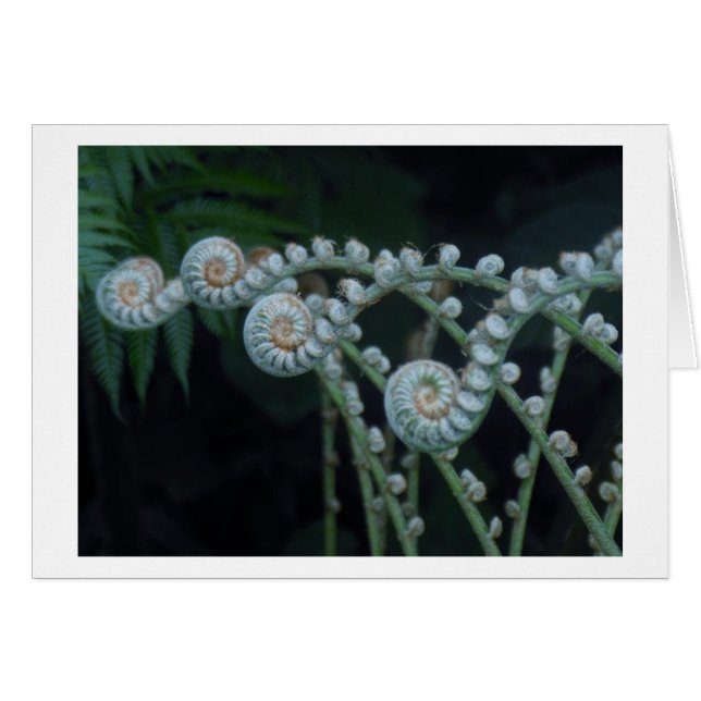 Ferns-kort OBS Kort (Framsidan Horizontal)