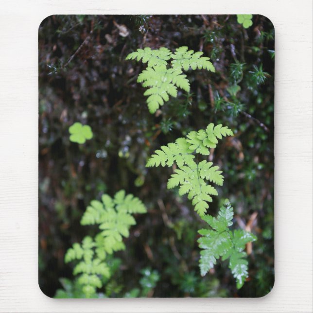 Ferns Musmatta (Framsidan)