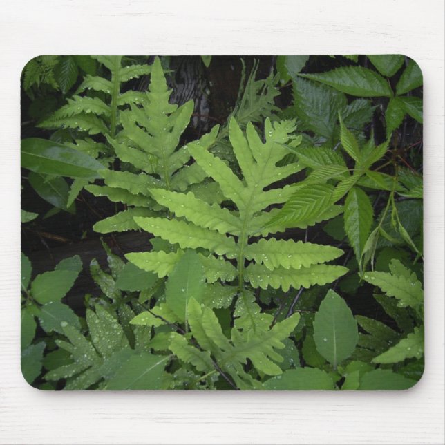 Ferns Musmatta (Framsidan)