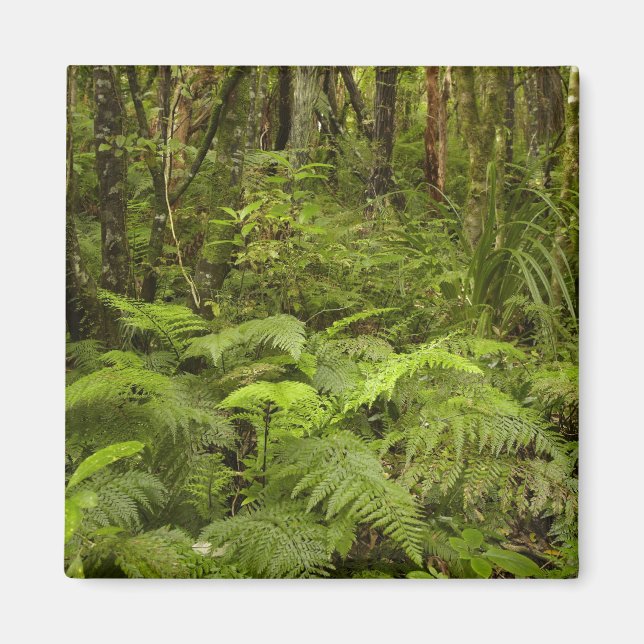 Ferns och native bush nära Matai Falls, Catlins Magnet (Framsidan)