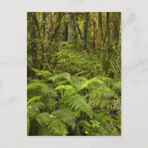 Ferns och native bush nära Matai Falls, Catlins Vykort