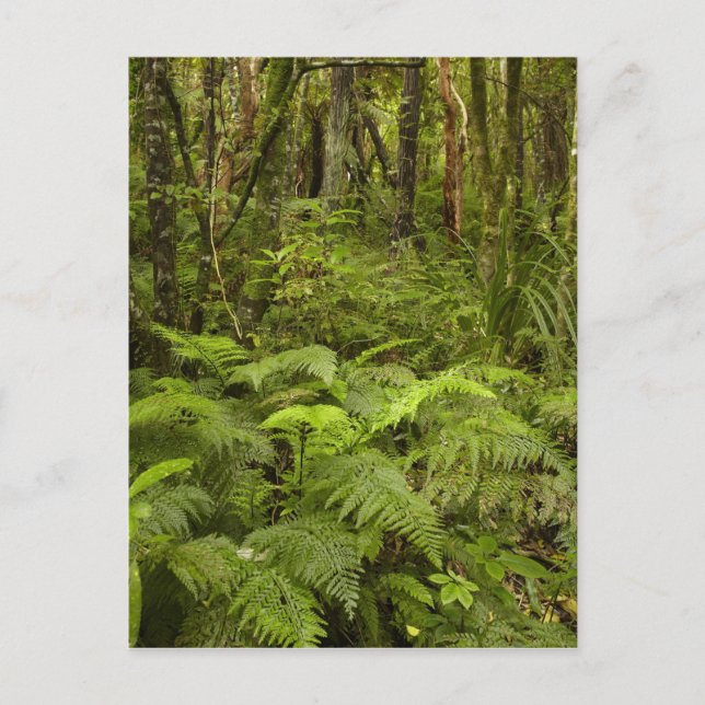 Ferns och native bush nära Matai Falls, Catlins Vykort (Framsida)