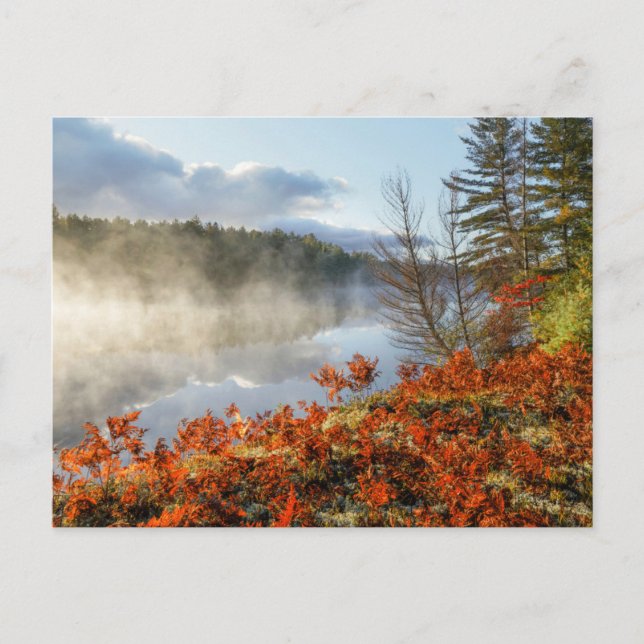 Ferns på Shoreline | Paradise, Michigan Vykort (Framsida)