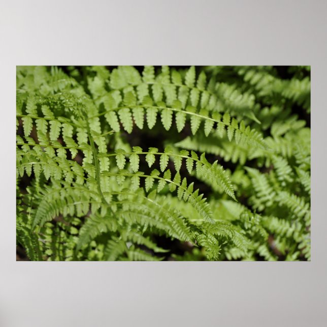 Ferns Poster (Framsidan)