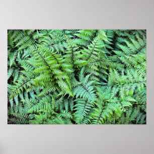 Ferns Poster