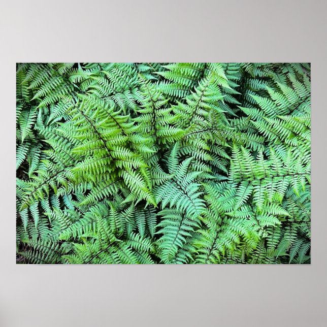Ferns Poster (Framsidan)
