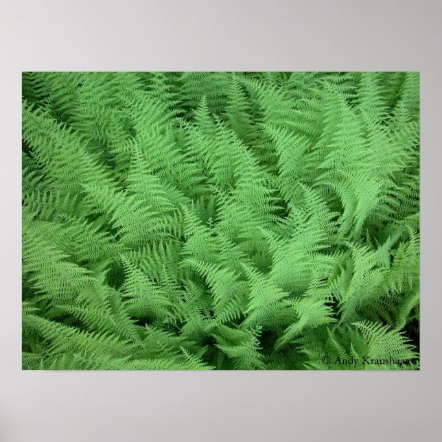 Ferns Poster (Framsidan)