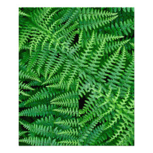 Ferns: Skönhet i naturen: Fototryck