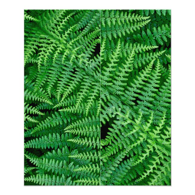 Ferns: Skönhet i naturen: Fototryck (Framsidan)
