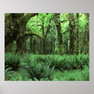 Ferns som täcker ett regnskoggolv i OS Poster