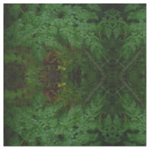 Ferns