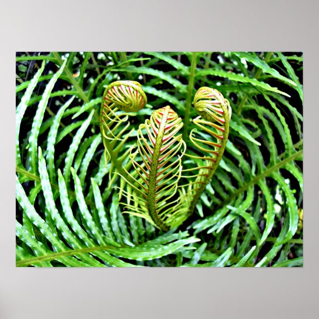Ferns Unfurling Poster (Framsidan)
