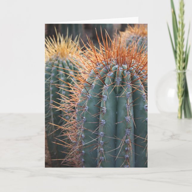 Ferocactuskort 2 kort (Framsida)