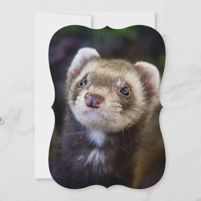 Ferret (Framsida)