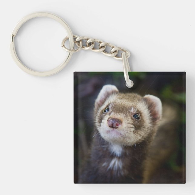 Ferret (Framsidan)