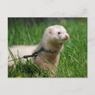 Ferret 1 vykort