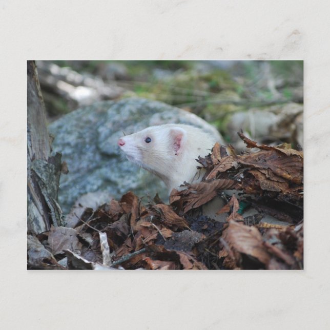 Ferret 2 vykort (Framsida)