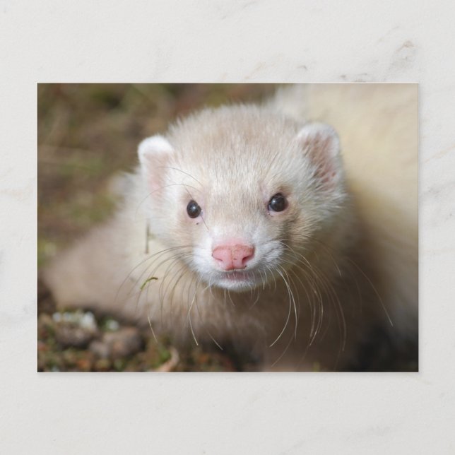 Ferret 3 vykort (Framsida)
