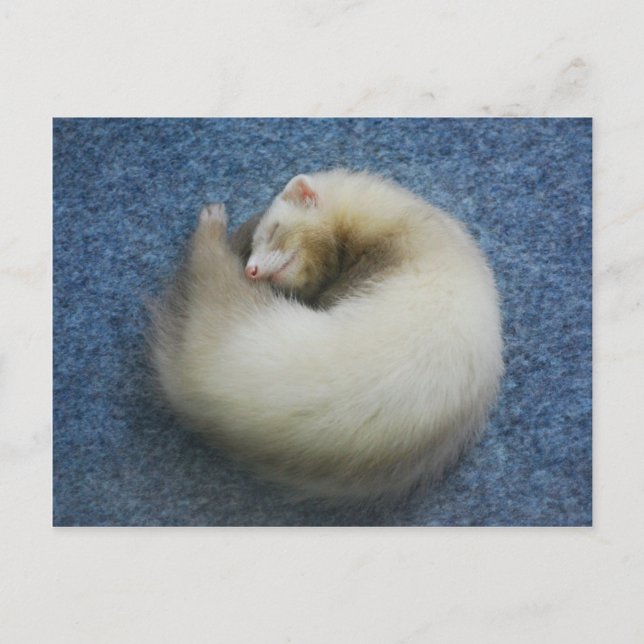 Ferret 4 vykort (Framsida)