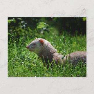 Ferret 5 vykort