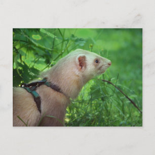 Ferret 6 vykort