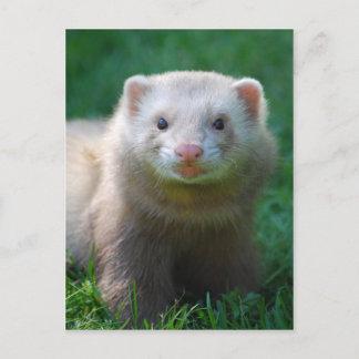 Ferret 7 vykort
