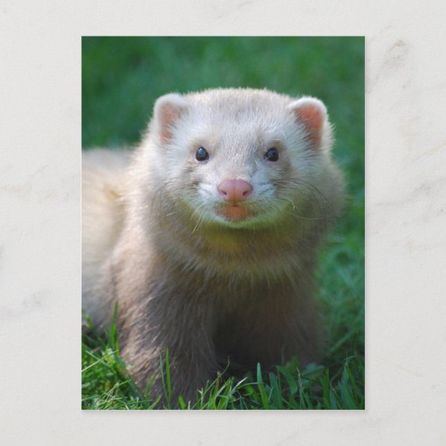 Ferret 7 vykort (Framsida)
