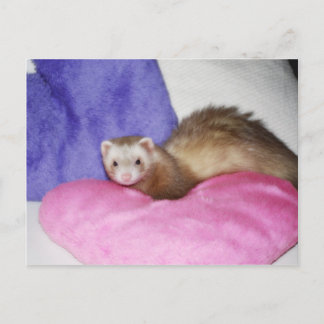 Ferret 8 vykort