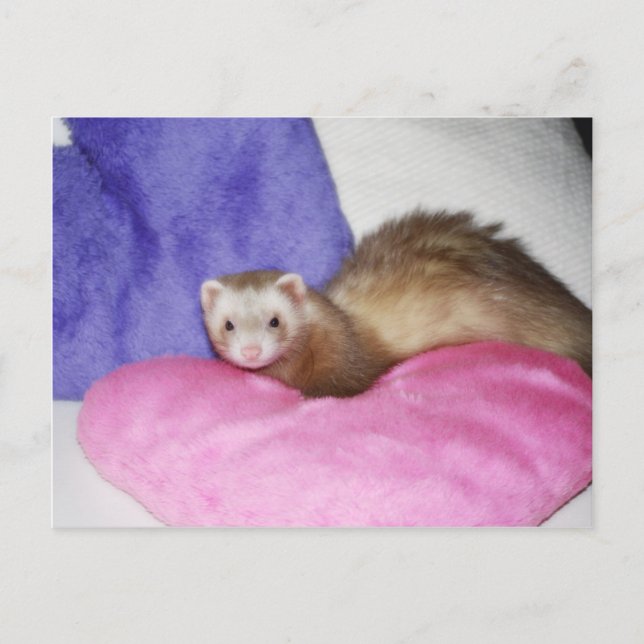 Ferret 8 vykort (Framsida)