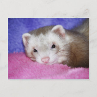 Ferret 9 vykort