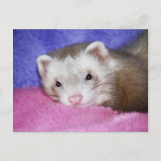 Ferret 9 vykort (Framsida)