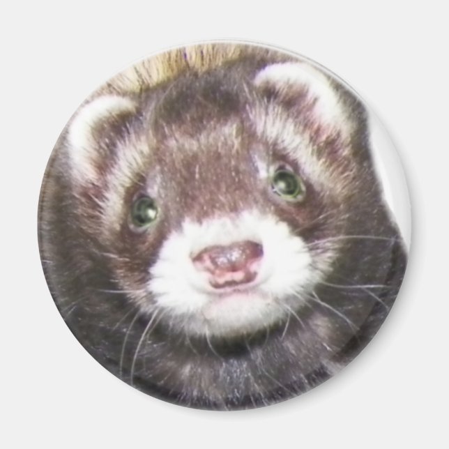 Ferret Ansikte Bild Magnet (Framsidan)