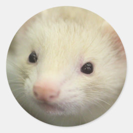 Ferret ansikte runt klistermärke