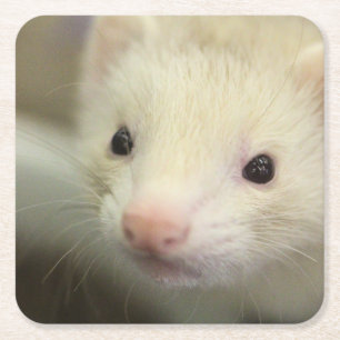 Ferret ansikte underlägg papper kvadrat