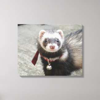 Ferret Canvastryck