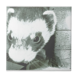 Ferret Cute Bild Kakelplatta