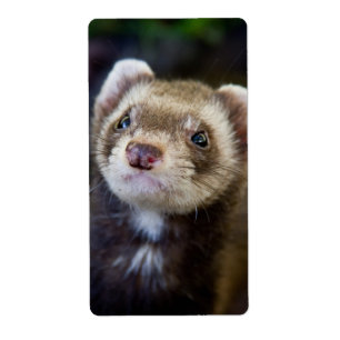 Ferret Fraktsedel