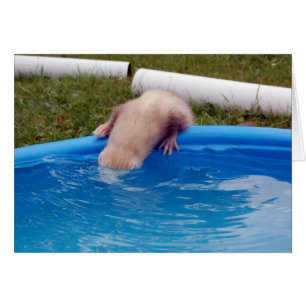 Ferret Hälsningskort