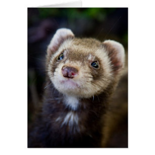 Ferret Hälsningskort