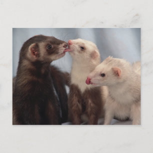 Ferret Kärlek vykort