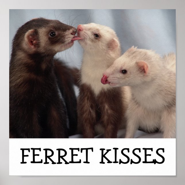 Ferret Kisses Poster (Framsidan)