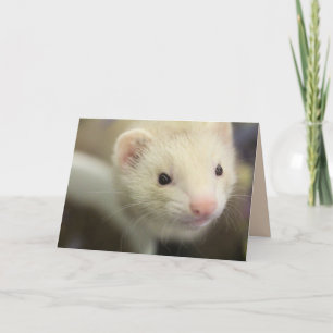 Ferret Kort