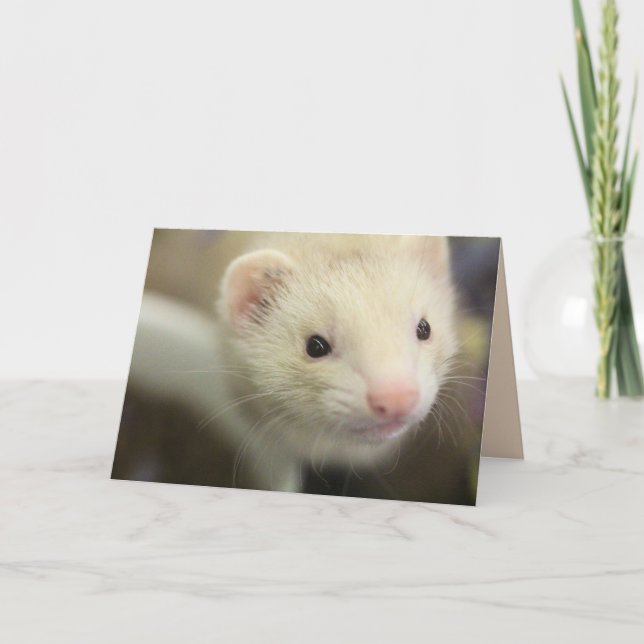 Ferret Kort (Framsida)