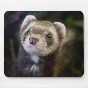 Ferret Musmatta