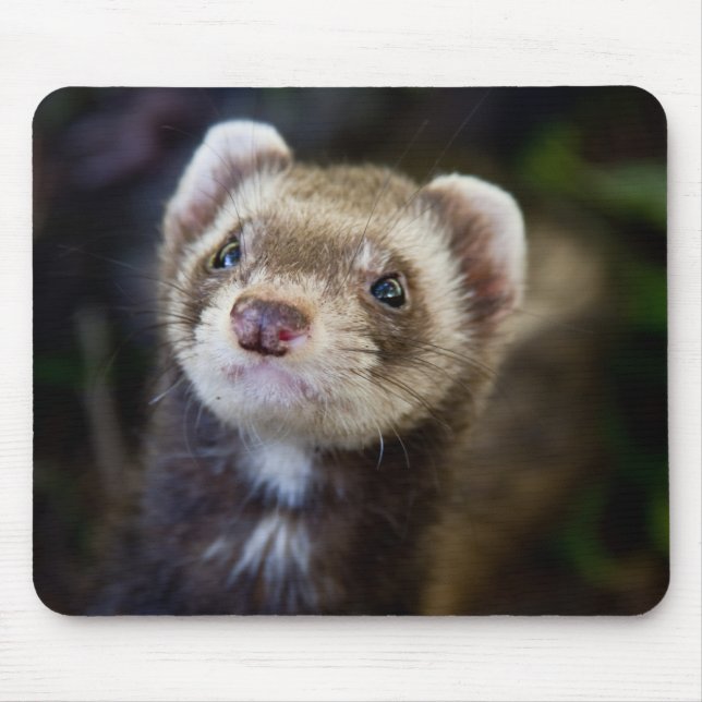 Ferret Musmatta (Framsidan)